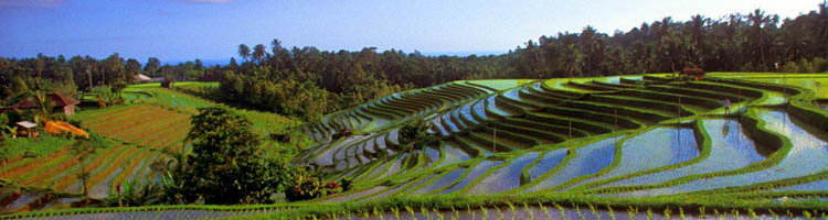 Rondreizen Bali