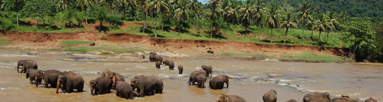 Rondreizen Sri Lanka